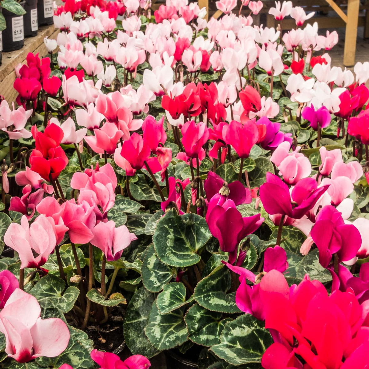 Random Cyclamen Plant Live, Flowering Houseplant, 4" Pot