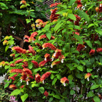 2 Red Shrimp Plants Live, 4 to 6 Inc Tall, Live Shrimp Plant for Garden, Shrimp Live Plant, Shrimp Plant Pot