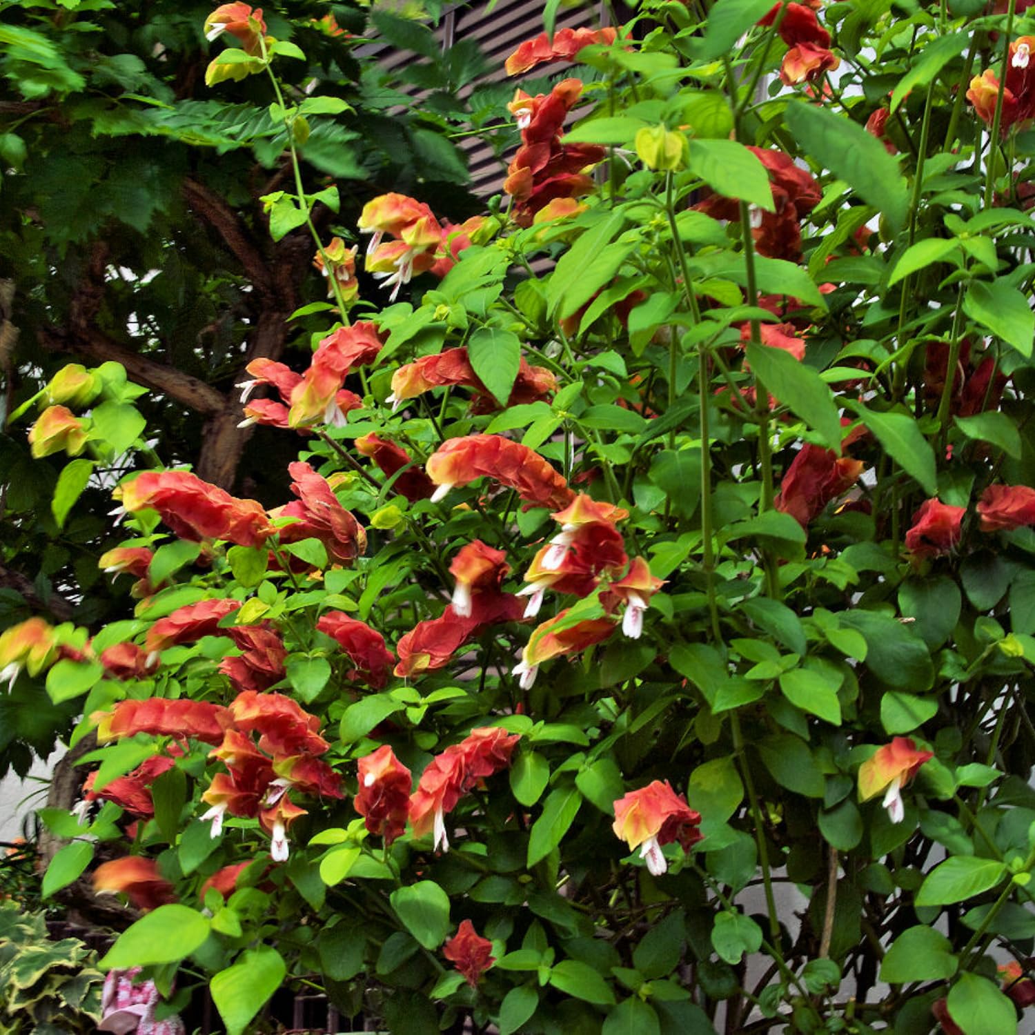 2 Red Shrimp Plants Live, 4 to 6 Inc Tall, Live Shrimp Plant for Garden, Shrimp Live Plant, Shrimp Plant Pot