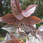 Pink Polka Dot Maculata Angel Wing Begonia Plants Live, Rare Begonias Indoor Growing, Hanging Basket, Starter 5 to 9 Inc Tall