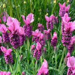 2 Lavender Plants Live Indoor, Lavandula Trees Live Plants for Planting, Fragrant Flowers Perennial, 4-6" Height Plugs (Spanish Lavender Plants)