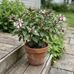 2 Clerodendrum Live Plants 4-7 Inches, Trailing Light Bulb Flowering Shrub, Indoor or Outdoor Ornamental (Random Clerodendrum)