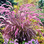 Pack 2 Fountain Grass Plants Live, Ornamental Grasses Live Plants Perennial Potted Plants Ready to Grow, 5-9 Inch Height (Red Purple Fountain Grass)