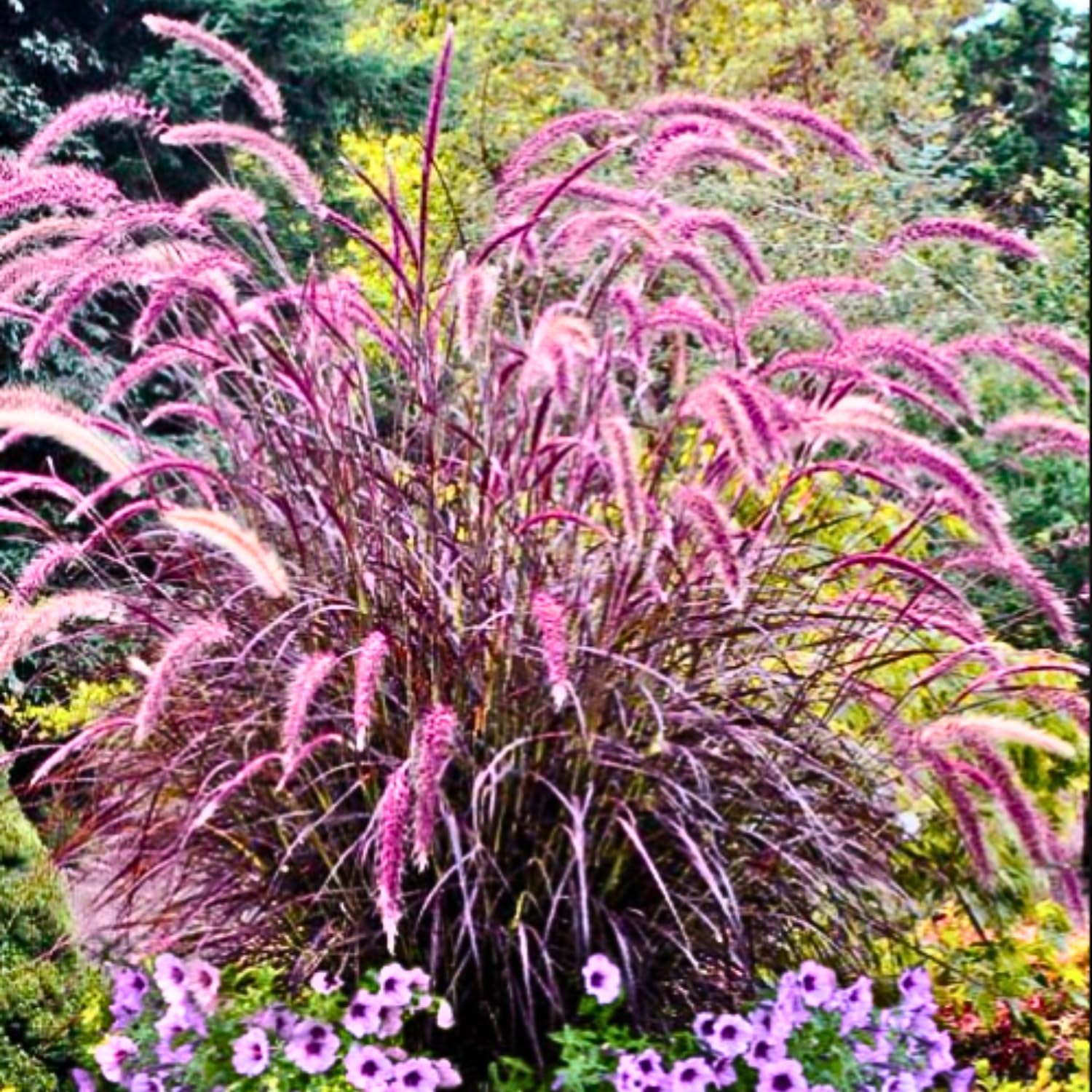 Pack 2 Fountain Grass Plants Live, Ornamental Grasses Live Plants Perennial Potted Plants Ready to Grow, 5-9 Inch Height (Mix Fountain Grass)