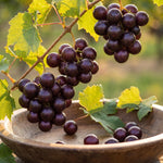 Grape Plant Live 4-7 Inches Tall, Fruit Vine Starter Plant for Garden, Patio Container, Backyard Trellis, Outdoor Growing (Dark Purple Grape)