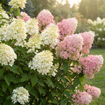 2 White to Pink Hydrangea Bushes Live Plants, Well Rooted, Dormant Hydrangea Tree Shrub 4-7 Inches for Planting