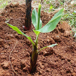 Basjoo Banana Plants Live for Planting, Banana Trees Live Plants from 4 to 6 Inc Tall, 1 Plant