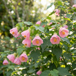 2 Pink Abutilon Plants 4-8" Tall, Trailing Lantern Flowering Vine for Patio, Containers and Outdoor, Hardy Bell Shaped Flowers Shrubs
