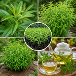 2 Live Lemon Verbena Plant, Fragrant Lemon Verbena Herb Plant Live, 3-5'' Tall, Herb Starter Plant for Garden, Patio