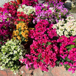 Combo 2 Bougainvillea Plants Live Trees, Outdoor Bougainvillea Plant for Trailing Flowering Vines or Bush Tree, 5-10” Tall, Well-Rooted, Bougainvillea Assorted Colors
