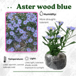 Live Aster Plant for Planting, Vibrant Blue Blooms 4-9 Inch Tall, Hardy and Perennial Aster, Ideal for Container and Outdoor Growing