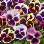 Pack 2 Pots Pansy Plants, Colorful Pansies in 4 Inch Pots, 3-6" Tall Annual Flowering Plants, Live Pansy Flower Plant for Gardening