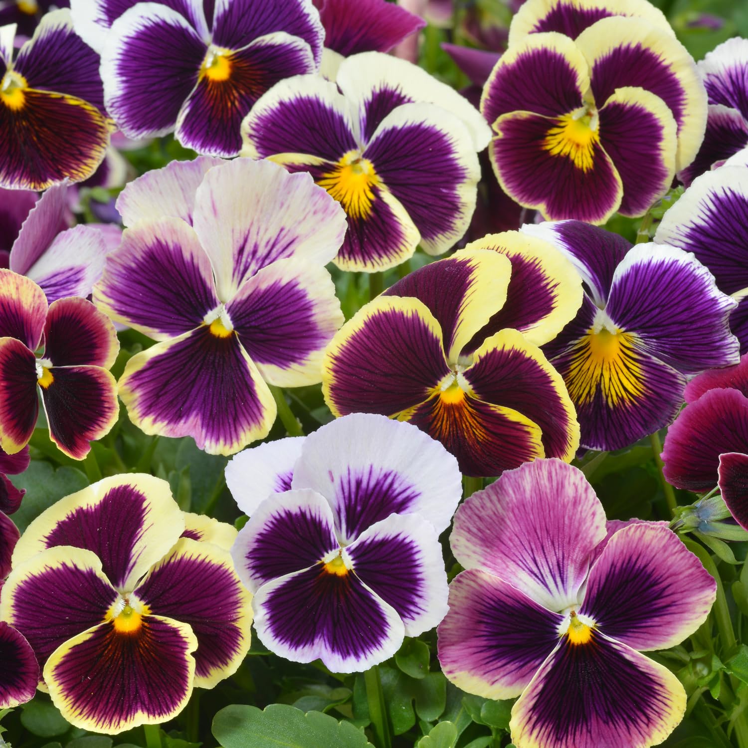 Pack 2 Pots Pansy Plants, Colorful Pansies in 4 Inch Pots, 3-6" Tall Annual Flowering Plants, Live Pansy Flower Plant for Gardening