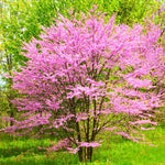 02 Purple Eastern Redbud Trees for Planting, 7 to 15 Inc Tall, Red Bud Trees Live Plants, Zones 4 to 9