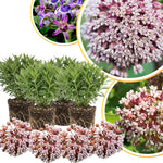 4 Milkweed Plants Live, Broadleaf Butterfly Milkweed Asclepias Tuberosa Perennial Wildflowers Swamp Common Bush, 5-9" in Tall, No Pot