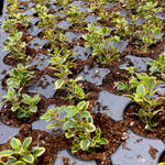 3 Lemon Thyme Live Plant, Well Rooted Starter Plant, 4-6'' Tall, Fragrant Herb for Garden, Patio