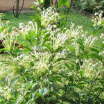 Clerodendrum Plants Live Well-Rooted for Outdoor Planting, Clerodendrum Tropical Live Plant, 5"-9" in Tall (Musical Note Clerodendrum)