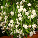 Night Blooming Epiphyllum Oxypetalum Plant Flower Plant Potted, Live Succulents Plant for Garden