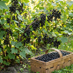 Black Currant Plant Live for Planting, Black Currant Berry Plant Live, 6-12'' Tall, Edible Berries for Planting