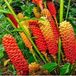 5 Shampoo Ginger Roots for Planting, Awapuhi Zingiber Zerumbet Fresh Ginger Rhizomes Perennial Garden Simple to Grow, Red Pinecone Ginger Lily Flowers