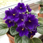 African Violet Plant Live in 4 Inch Pot, Indoor Flowering Houseplant, Compact Blooming Plant for Home or Office (Purple Blooms)