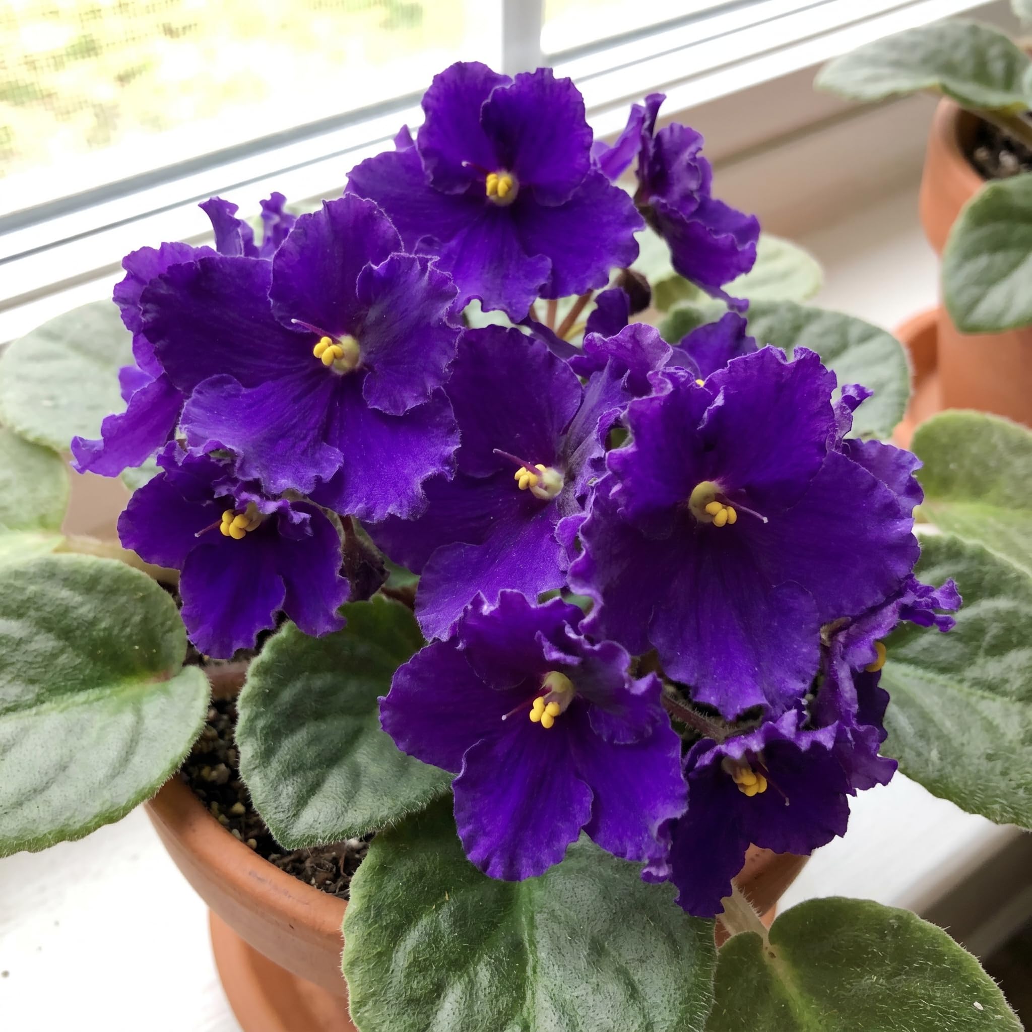 African Violet Plant Live in 4 Inch Pot, Indoor Flowering Houseplant, Compact Blooming Plant for Home or Office (Purple Blooms)