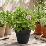 2 Live Citronella Plants, Perennial Fragrant Citronella Herbs, 4-7 Inches, Ready to Grow Indoor Outdoor