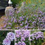 Verbena Live Plants 4 to 8 Inches Tall, Verbena Live Plant, Perennial Flower Trailing Plants for Planting, Well-Rooted Plant (Light Purple)