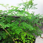 2 Pots Live Malunggay Plants, Moringa Oleifera Live Trees, 6-8" in Tall Drumstick Horseradish Trees Herb for Planting, 7 Months Old Tree