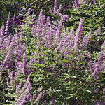 Blue Chaste Vitex Live Plant 4-8 Inches Tall, Chaste Plant, Blue Chastes Vitex Tree, Fragrant Purple Flowering Shrub, Flower Plant for Home Decoration