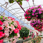 2 Mix Vinca Plants Live Vinca Plants for Planting Outdoor Garden, Ground Cover Plant Live, 4 to 6 Inches Tall