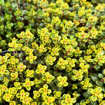 3 Lemon Thyme Live Plant, Well Rooted Starter Plant, 4-6'' Tall, Fragrant Herb for Garden, Patio