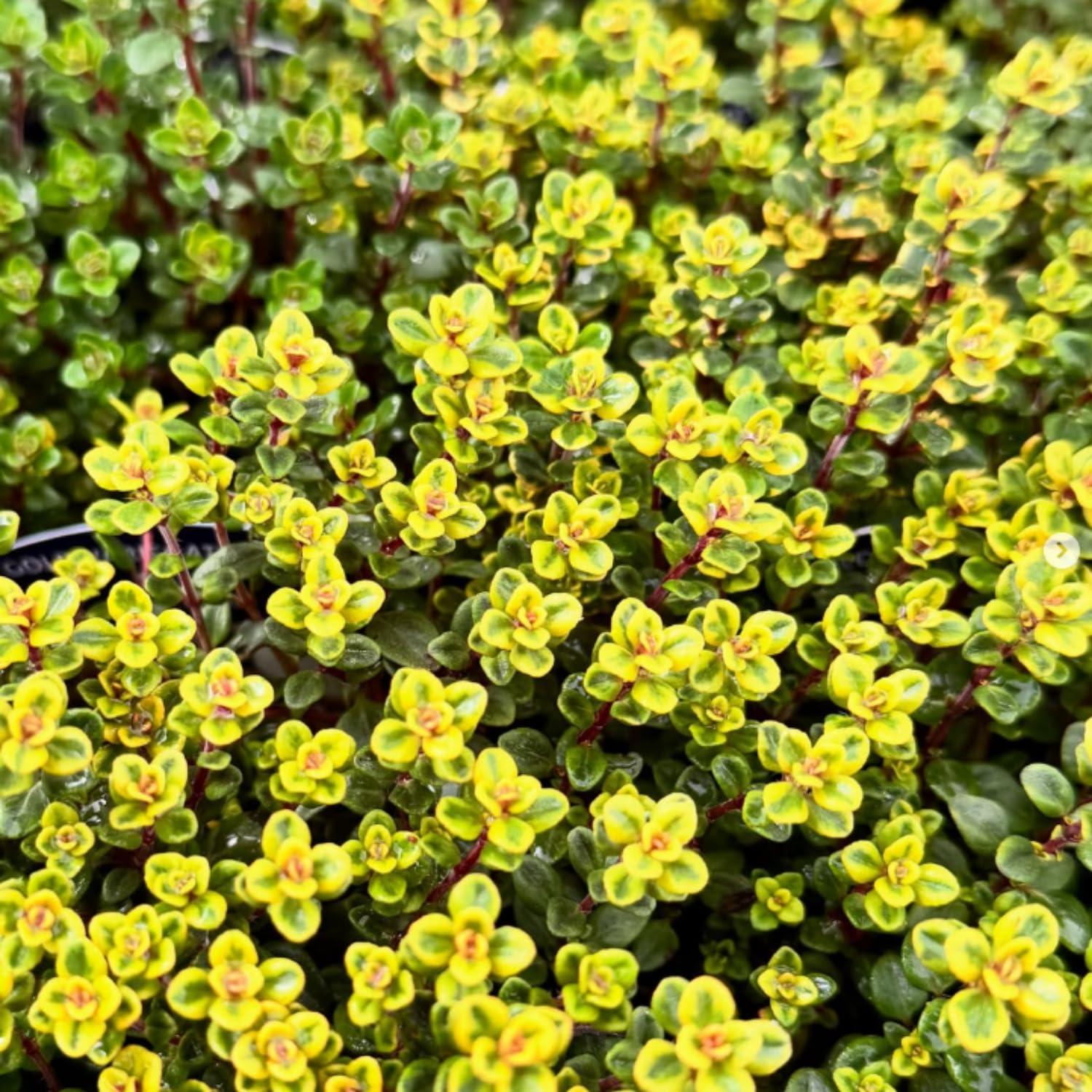 3 Lemon Thyme Live Plant, Well Rooted Starter Plant, 4-6'' Tall, Fragrant Herb for Garden, Patio