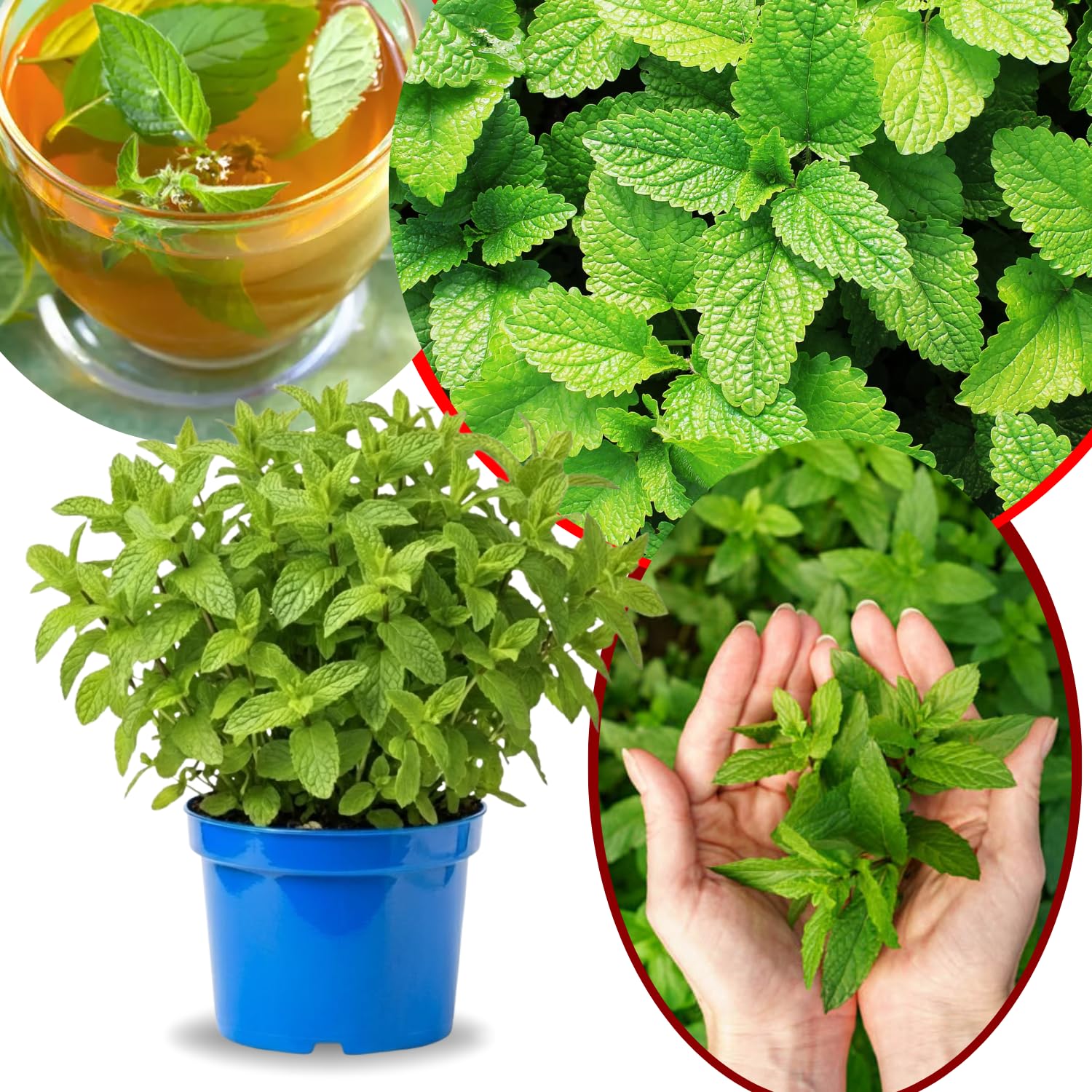 Big Clumps Spearmint Plants Live in Pot, Well-Rooted Herb for Home Gardens, Heirloom Mint Indoor Outdoor, Fresh Mints