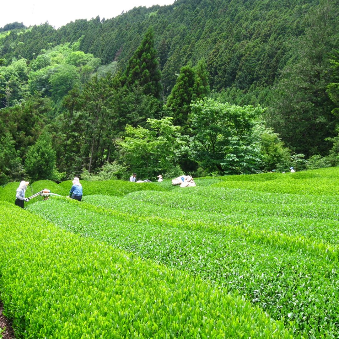 Green Tea Plant Tree Live Plant, 4 to 6 Inches in Height, Tea Plant Live, Camellia Sinensis Live Plant