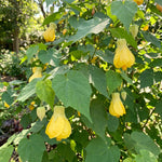 2 Yellow Abutilon Plants 4-8" Tall, Trailing Lantern Flowering Vine for Patio, Containers and Outdoor, Hardy Bell Shaped Flowers Shrubs