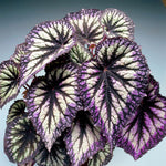 Set 2 Begonia Live Plants, Rare Begonia Plants for Trailing, Ornamental Hanging Basket 5"-9" in Tall (Fire)