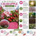 Crabapple Tree Live Plant, Red Apple Fruit Tree, 6 to 10 Inches Tall, Crabapple Tree for Outdoor Growing