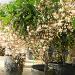 2 Clerodendrum Live Plants 4-7 Inches, Trailing Light Bulb Flowering Shrub, Indoor or Outdoor Ornamental (Assorted)