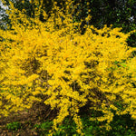 Gold Forsythia Live Plants for Planting in 4 Inch Pot, Yellow Forsythia Shrub Ready to Plant Outdoor Garden, Winter Dormant