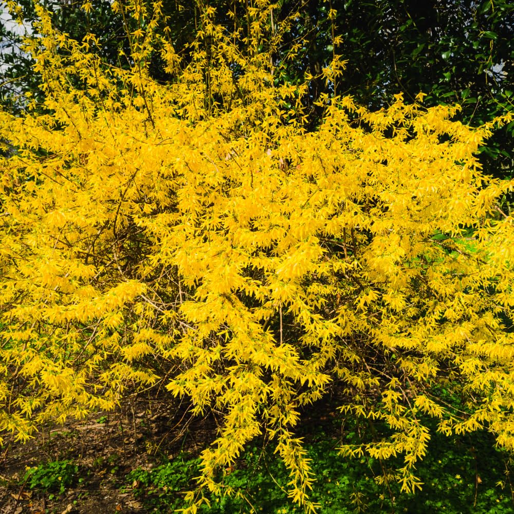 Gold Forsythia Live Plants for Planting in 4 Inch Pot, Yellow Forsythia Shrub Ready to Plant Outdoor Garden, Winter Dormant