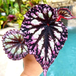 Set 2 Begonia Live Plants, Rare Begonia Plants for Trailing, Ornamental Hanging Basket 5"-9" in Tall (Fire)