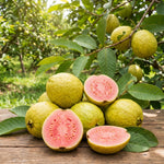 Pink Guava Tree Live Plant 4–7 Inches Tall, Sweet Guava Fruit Tree Seedling, Tropical Outdoor or Container Plant