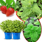 Big Clumps Strawberry Mint Plants Live in Pot, Well-Rooted Herb for Home Gardens, Heirloom Mint Indoor Outdoor, Fresh Mints