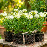 4 Milkweed Plants Live, White Vining Butterfly Milkweed Asclepias Tuberosa Perennial Wildflowers Swamp Common Bush, 5-9" in Tall, No Pot