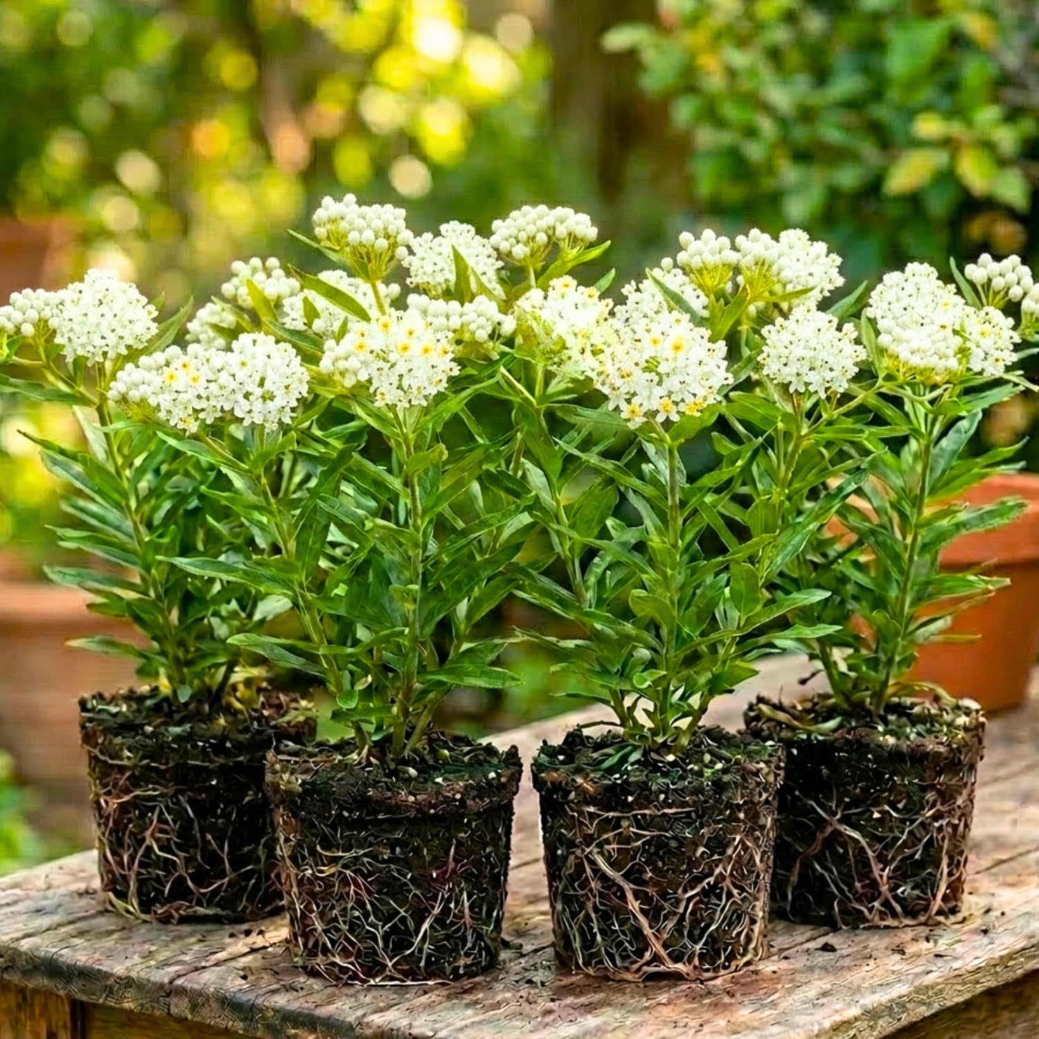 4 Milkweed Plants Live, White Vining Butterfly Milkweed Asclepias Tuberosa Perennial Wildflowers Swamp Common Bush, 5-9" in Tall, No Pot