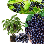 Black Currant Plant Live for Planting, Black Currant Berry Plant Live, 6-12'' Tall, Edible Berries for Planting