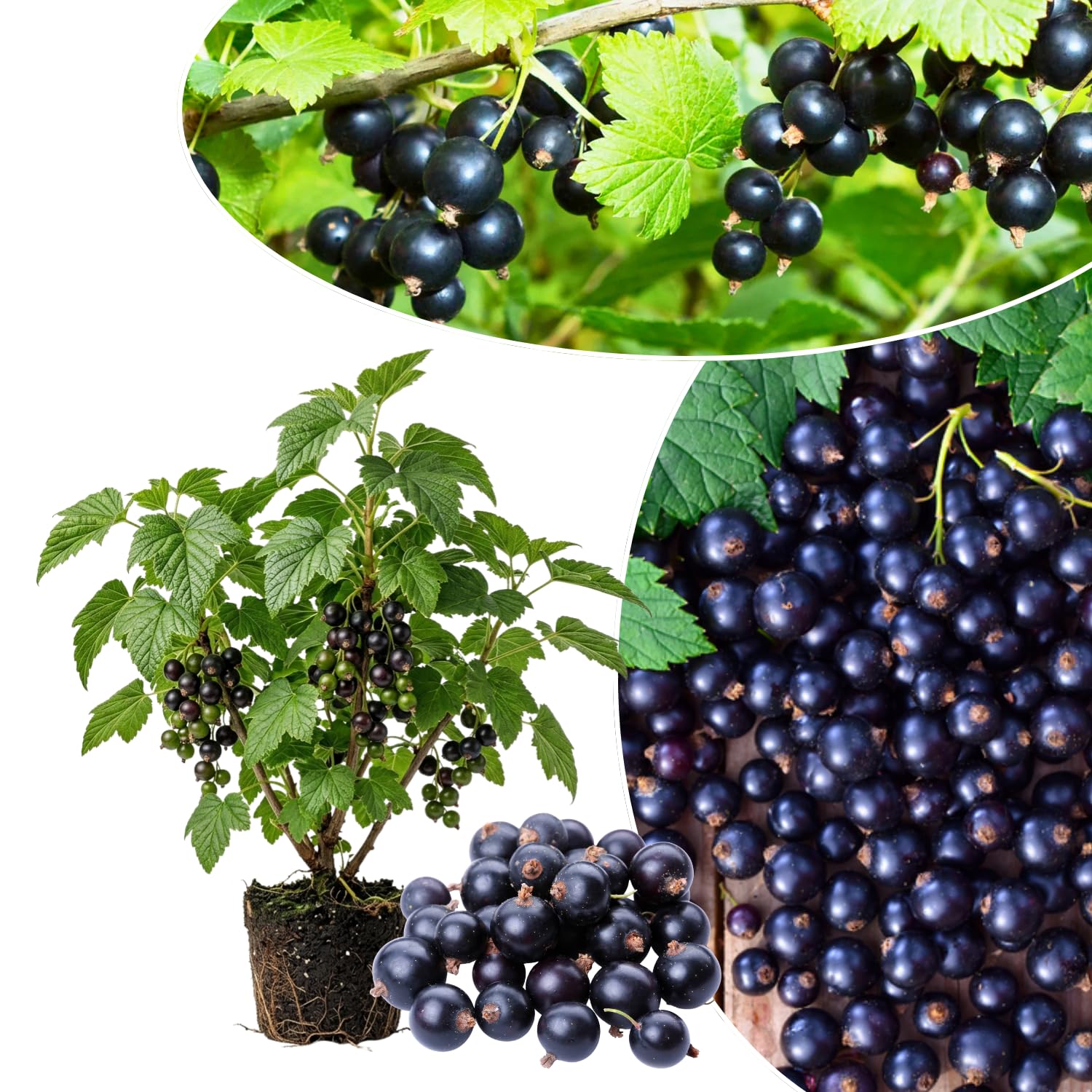 Black Currant Plant Live for Planting, Black Currant Berry Plant Live, 6-12'' Tall, Edible Berries for Planting