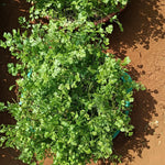 Live Cilantro Plant in 4'' Pot, Fresh Culinary Herb, Herbs for Indoor and Outdoor Gardens Planting