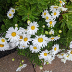 White Daisy Plant, 2-5 Inch Tall Daisies Starter Plants, Hardy Daisy Flowering Perennial for Outdoor Garden, Starter Plant in Soil, No Pot